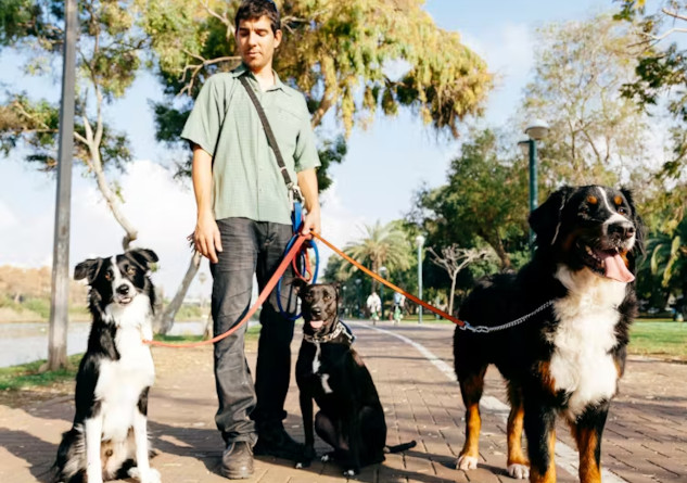 How cats and dogs affect the climate – and what you can do about it